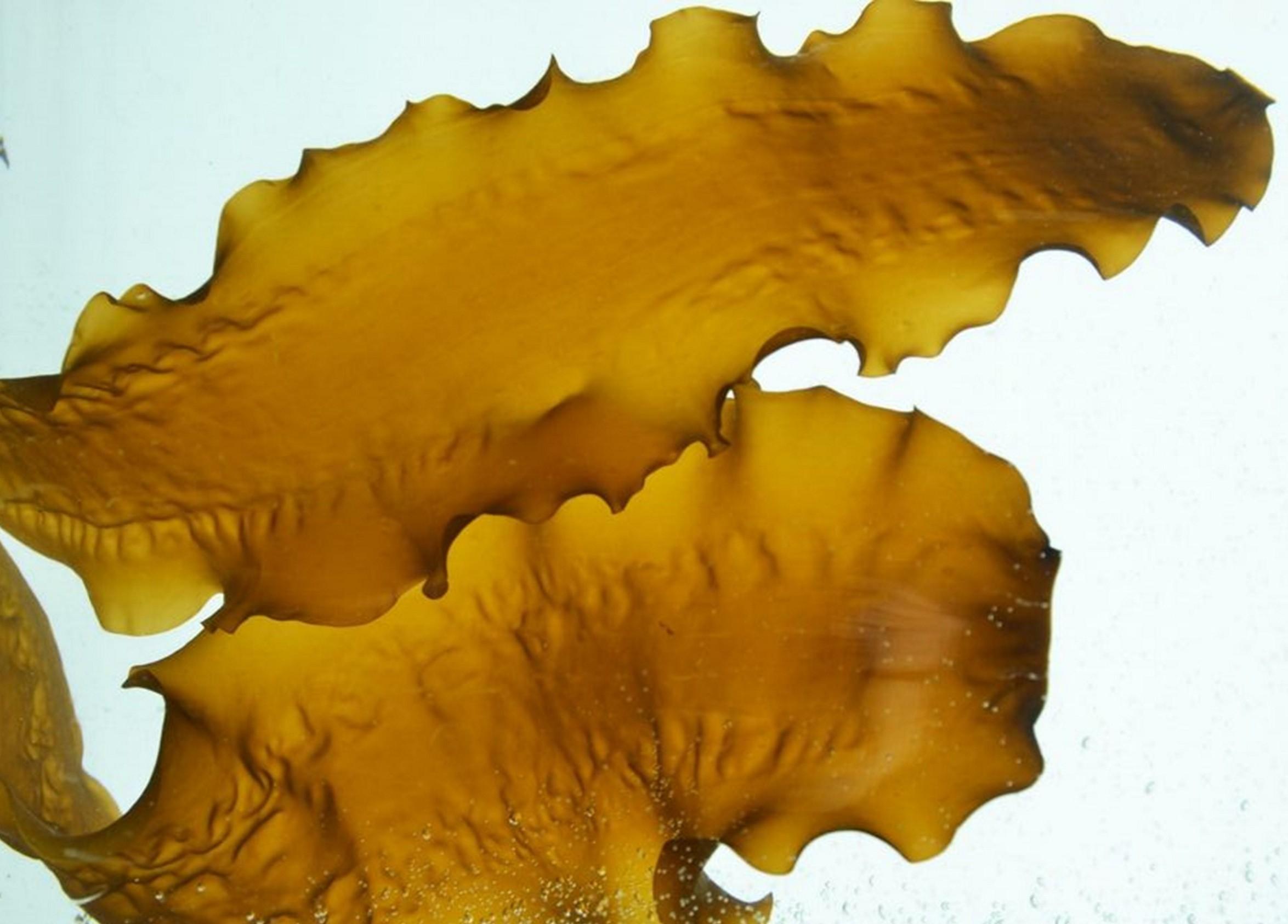 Zeewier icoonproject 1.jpg