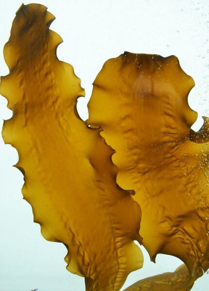 Bestand:Zeewier.jpg Zeewier icoonproject 1.jpg