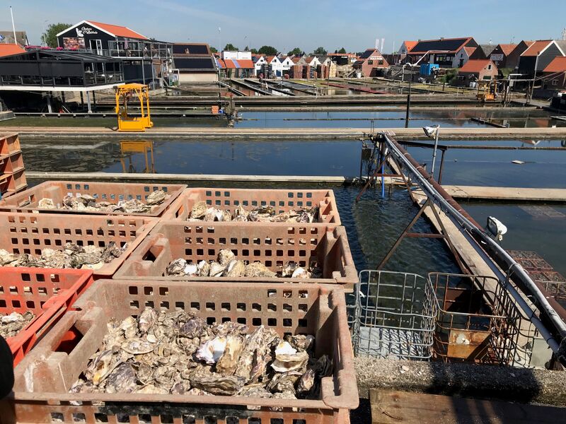 File:Yerseke foto.jpeg