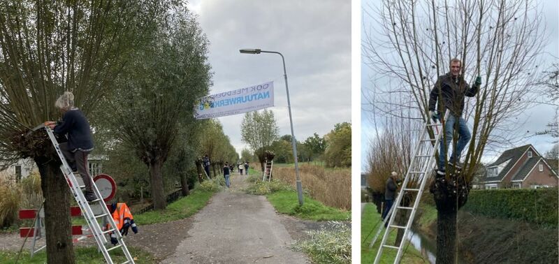 Bestand:Tree pollarding HZ GO.jpg