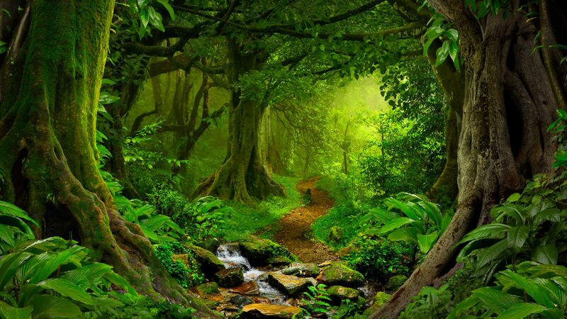 Bestand:SCI-tropical-rainforest-image.jpg