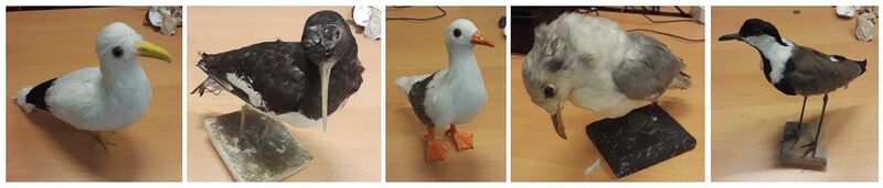 Bestand:Bird decoys.jpg