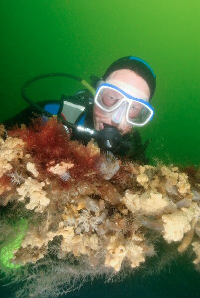 Bestand:Duiker met anemonen.jpg