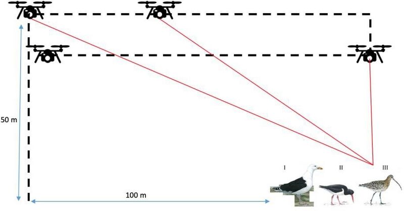 Bestand:Drone transects method.jpg