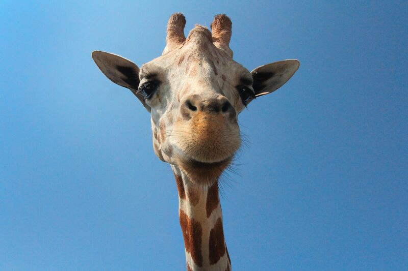 Bestand:Giraffe - FACET.jpg