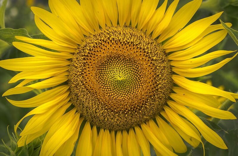 Bestand:Sunflower.jpg