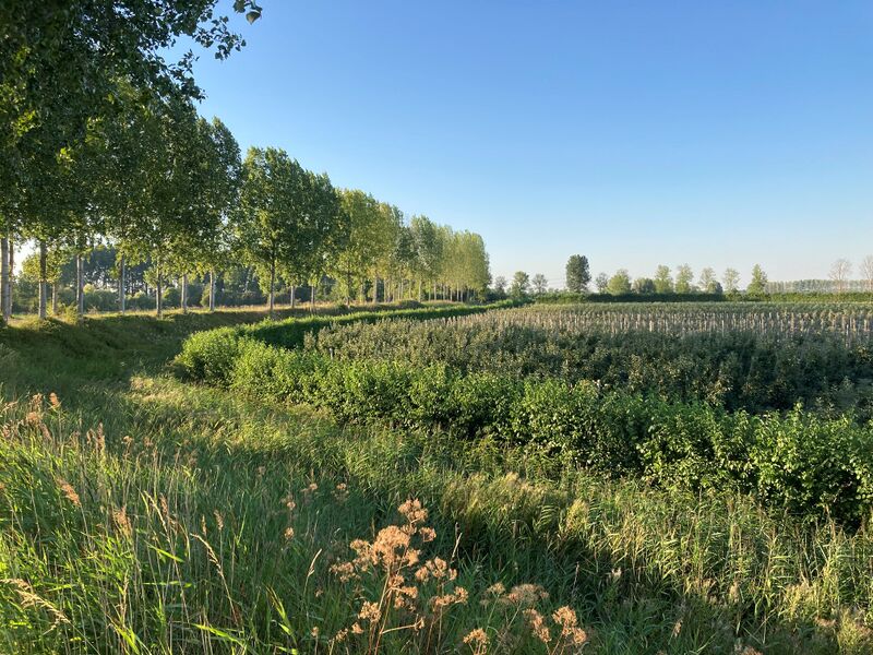 Bestand:Rond Heinkenszand.jpg