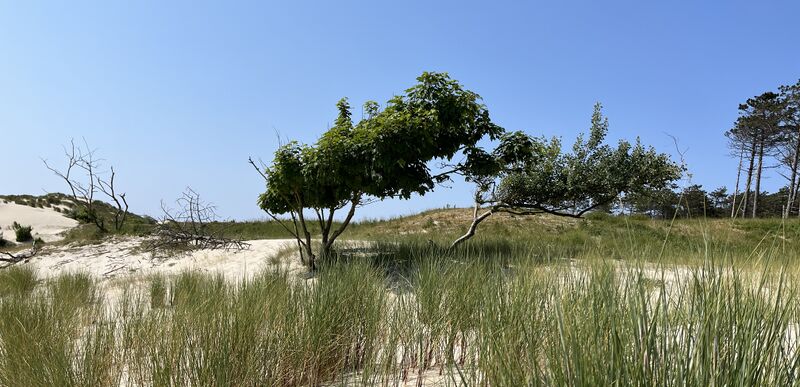 File:Boswachterij header.jpg