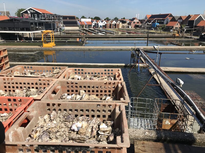 File:Yerseke oesters.jpeg