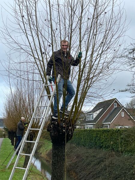 File:27 SEP Tree Pollarding.jpg