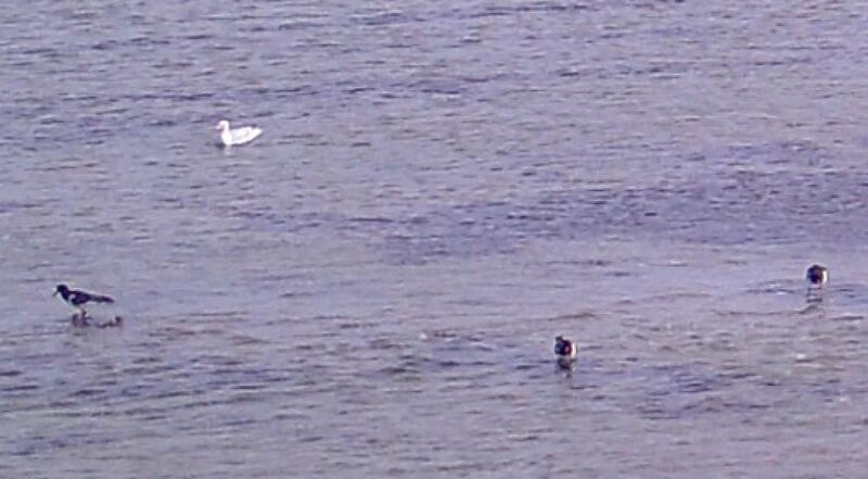 Bestand:Sample from wildlife camera.jpg