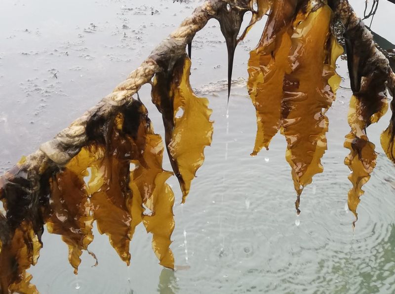 File:Zeewier op touw.jpg