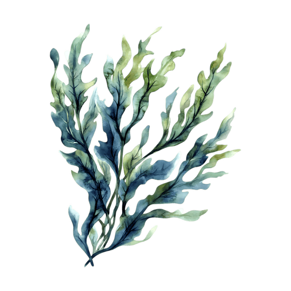 Bestand:Watercolor seaweed2.png