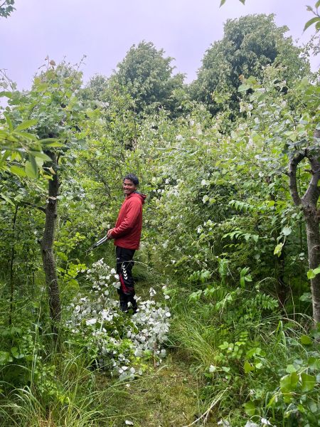 File:Alloy pruning.jpeg