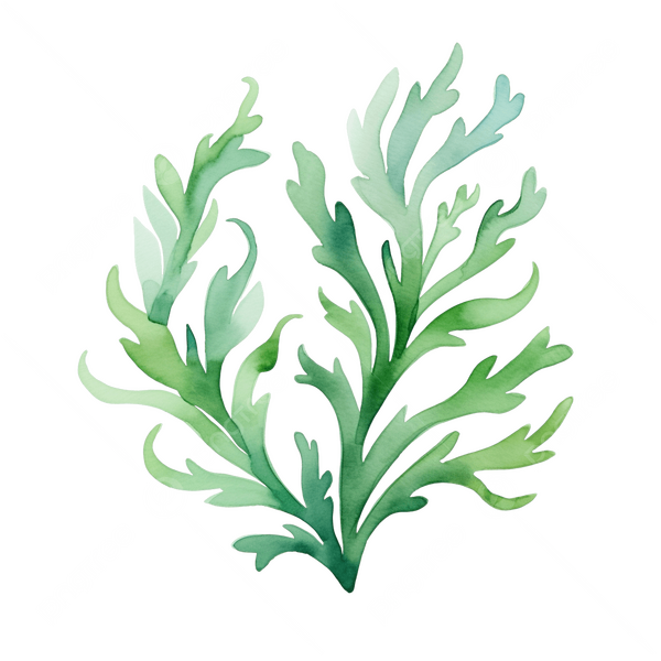 Bestand:Watercolor seaweed.png
